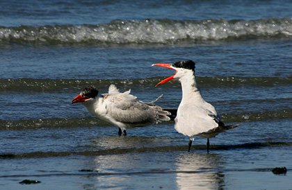 Caspian Terns